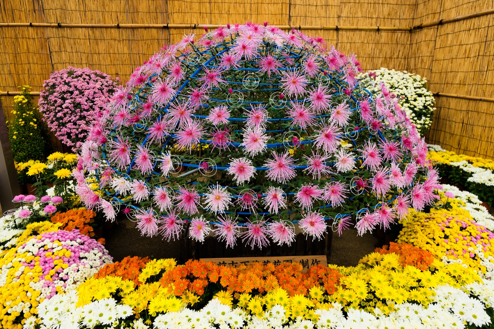 千輪菊
