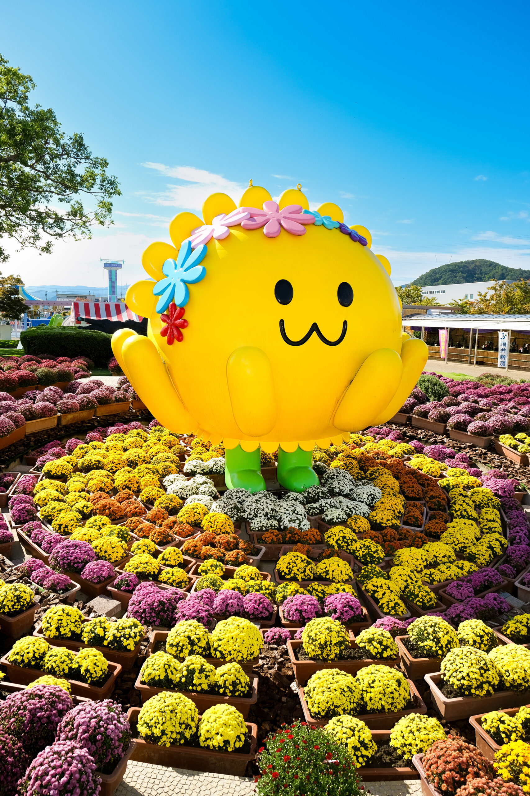 第74回2025たけふ菊人形