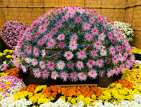 菊花展示