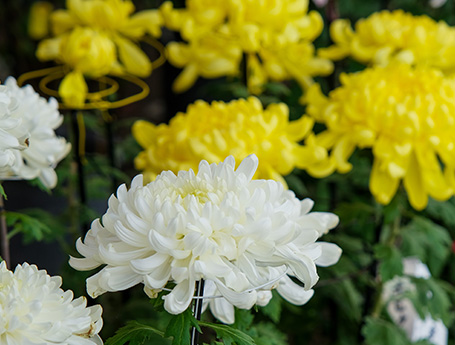 菊花展示